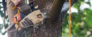 Trusted Chariton, IA Tree Services Experts