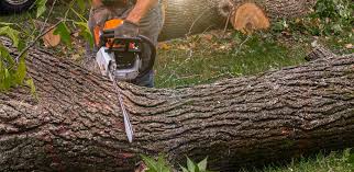 Best Arborist Consultation Services  in Chariton, IA