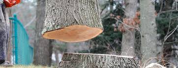 Best Arborist Consultation Services  in Chariton, IA