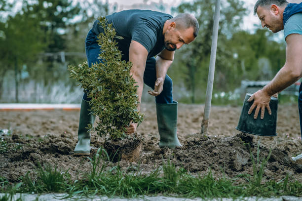 Best Seasonal Cleanup (Spring/Fall)  in Chariton, IA