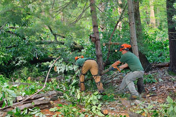 Seasonal Cleanup (Spring/Fall) in Chariton, IA