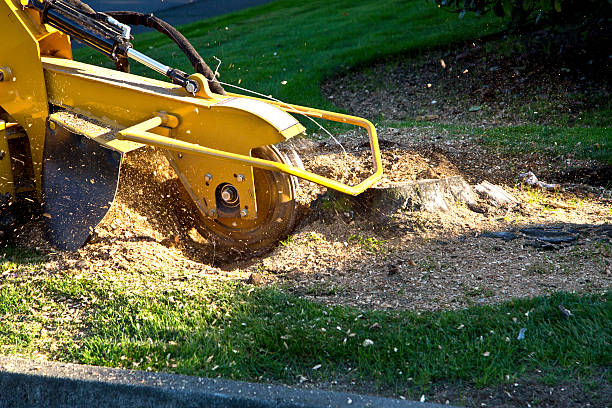 Best Aeration Services  in Chariton, IA