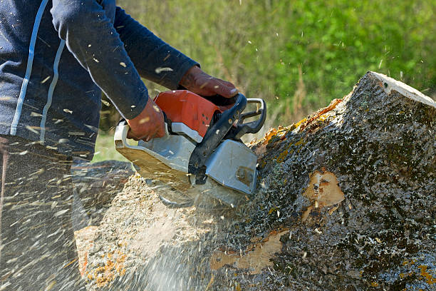 Best Tree Fertilization  in Chariton, IA